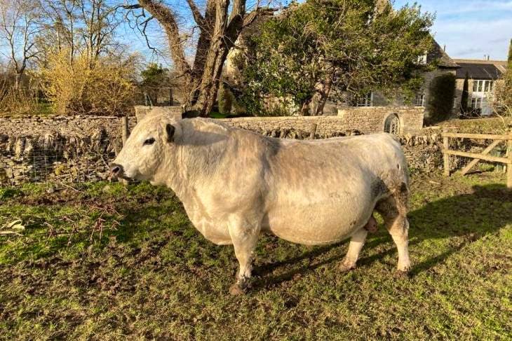 1 Pedigree British White Breeding Bull | SellMyLivestock - The Online ...