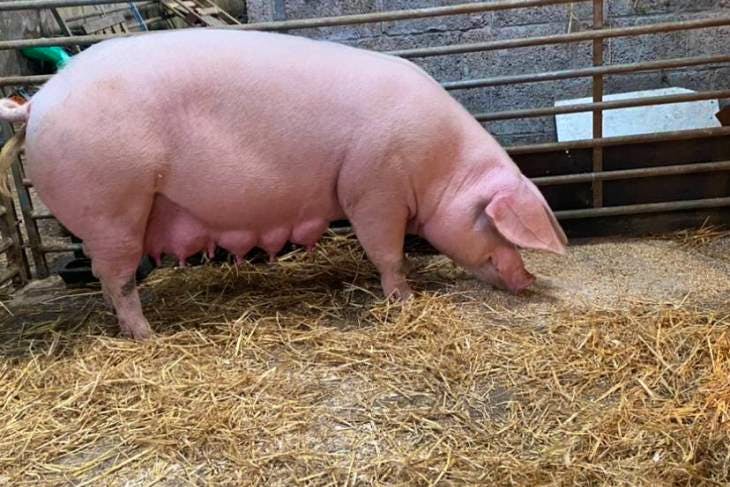 1-pedigree-welsh-in-pig-breeding-sow-sellmylivestock-the-online