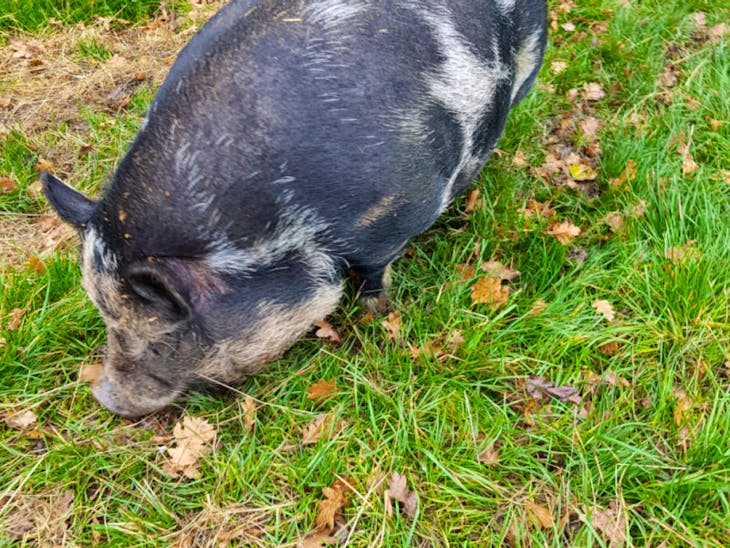 2 Organic Vietnamese Potbelly Growing Sows SellMyLivestock The