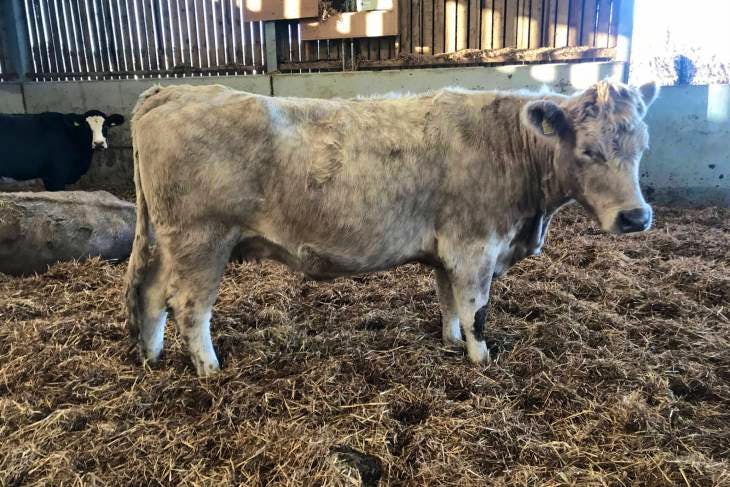 10 Charolais Cross In-Calf Breeding Heifers | SellMyLivestock - The ...