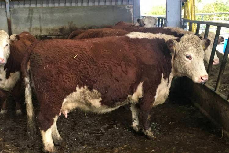 4 Pedigree Hereford, Traditional Hereford In-Calf Breeding Cows With ...