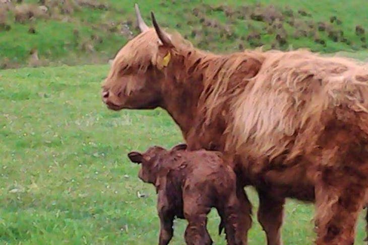 4 Pedigree Highland Breeding Cows with Calf at Foot | SellMyLivestock ...