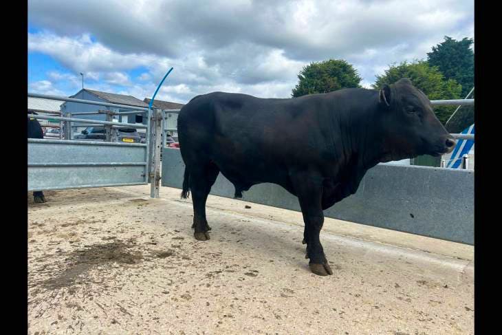 1 Pedigree Aberdeen Angus Breeding Bull, Young Bull 