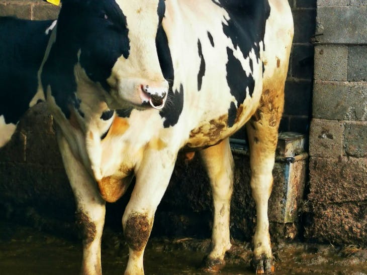 1 Holstein Breeding, Dairy Bull SellMyLivestock The Online