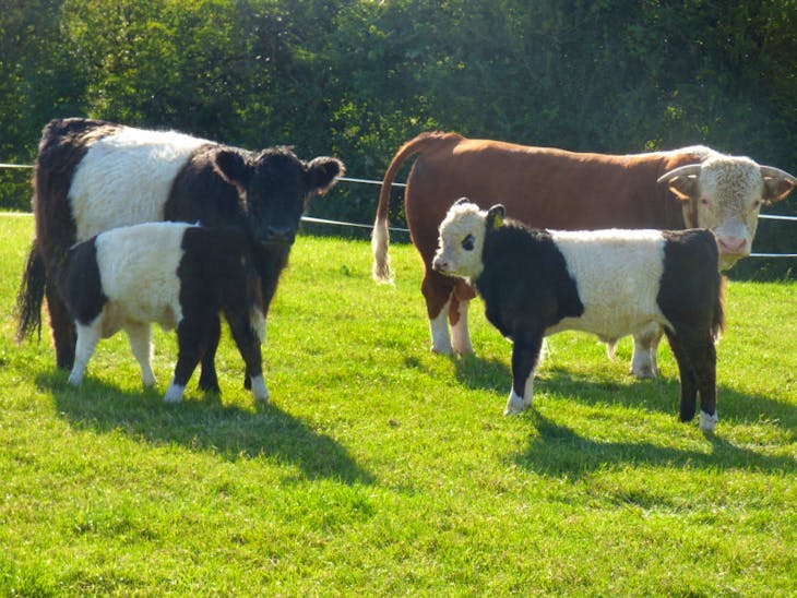 2 Belted Galloway Cross Breeding Cows, Heifers | SellMyLivestock - The ...