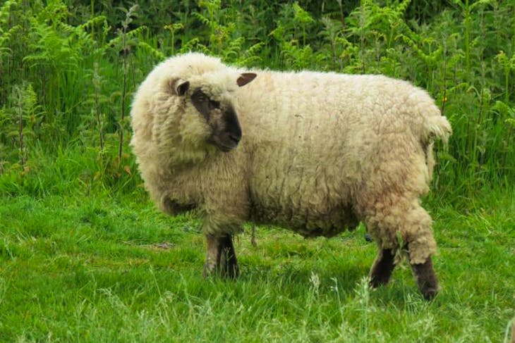 10 Dorset Down Breeding Ewes, Lambs, Shearlings | SellMyLivestock - The ...