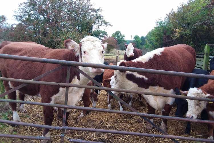 5 Pedigree Hereford Breeding Cows SellMyLivestock The Online   Hc 8B77A1F5 8909 44A4 A3A2 3ECE2F555D2B