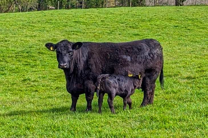 1 Pedigree Australian Lowline Breeding Cow, Calf, Heifer With Calf At 