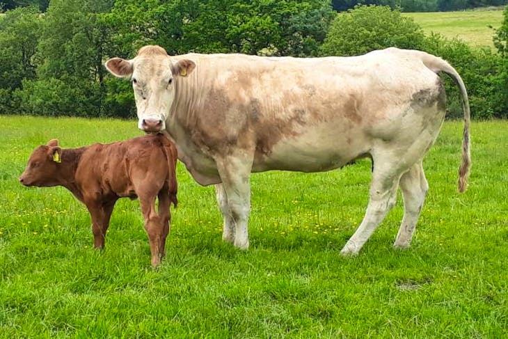 30 Pedigree British Blonde Breeding Cows with Calves at Foot ...