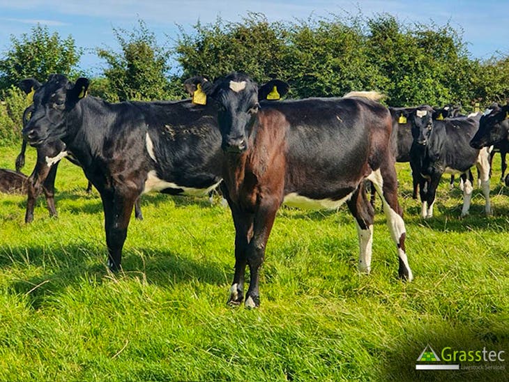 40 Jersey, NZ Friesian Cross Breeding, Dairy Calves SellMyLivestock