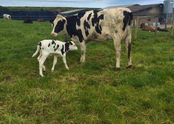 Ayrshire Cattle For Sale SellMyLivestock The Online Livestock