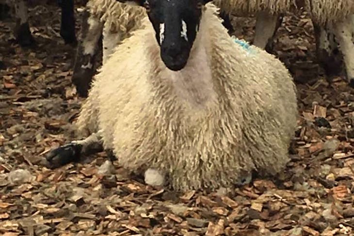 25 Scotch Mule Breeding Lambs | SellMyLivestock - The Online Livestock ...