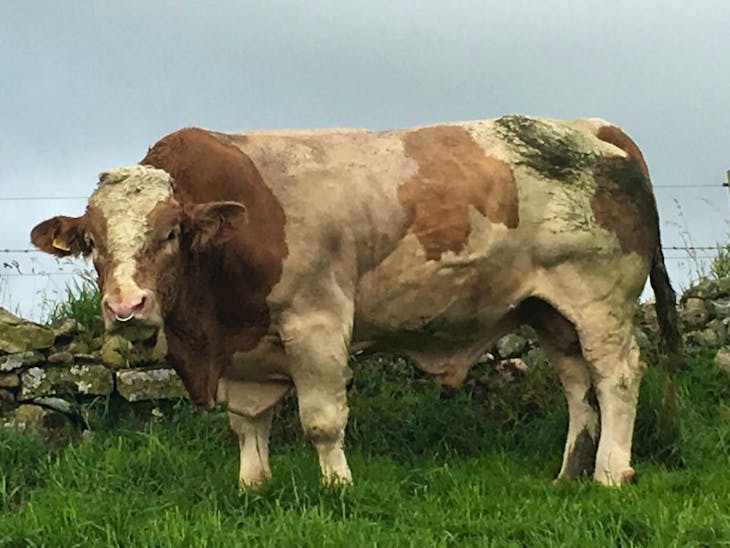 1 Pedigree Simmental Breeding Bull SellMyLivestock The Online