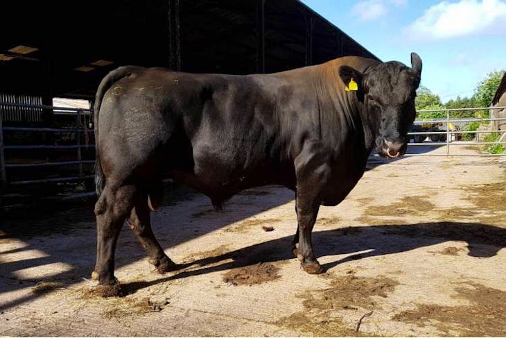 1 Organic Pedigree Aberdeen Angus Breeding Bull | SellMyLivestock - The ...