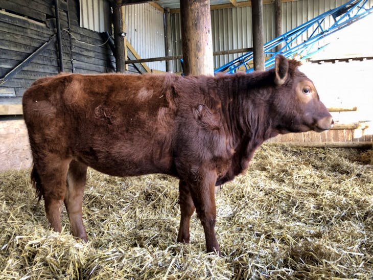 1 Red Poll Cross Store Heifer, Calf | SellMyLivestock - The Online ...