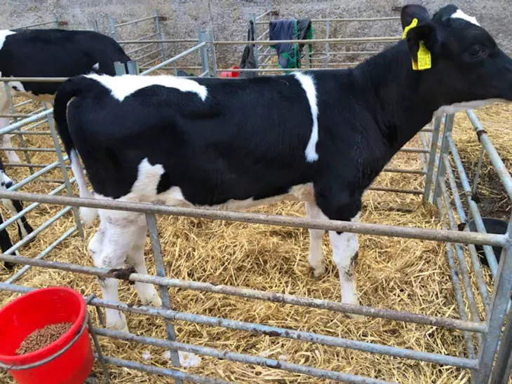 22 Holstein Friesian Dairy Cows, Heifers, Calves Ballymena Friday 29th