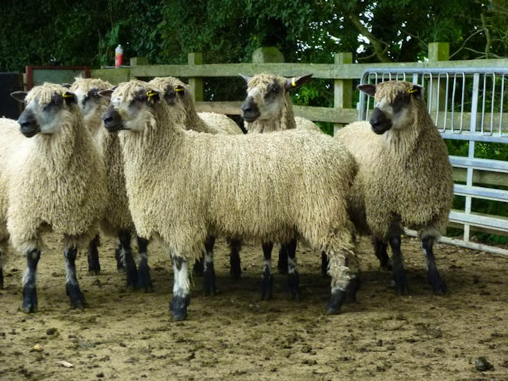 5 Pedigree Teeswater Breeding Rams SellMyLivestock The Online