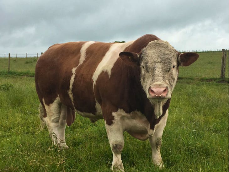 1 Pedigree Simmental Breeding Bull SellMyLivestock The Online