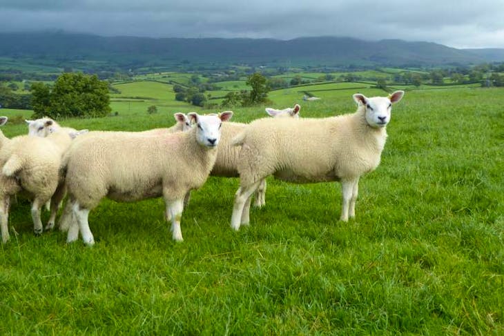 20 Texel, Lleyn Cross Breeding Lambs | SellMyLivestock - The Online ...