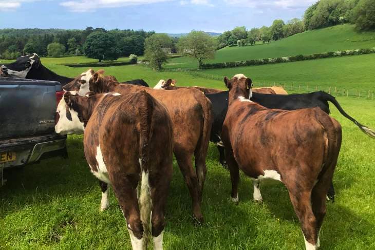 13 Hereford Cross Breeding, Store Heifers | SellMyLivestock - The ...