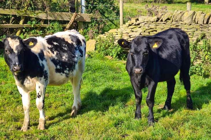 12 Holstein Friesian, Aberdeen Angus Cross Breeding Heifers ...