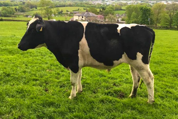2 Holstein Friesian Cross Breeding Bulls SellMyLivestock