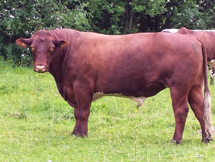 1 Beef Shorthorn Breeding Bull | SellMyLivestock - The Online Livestock ...