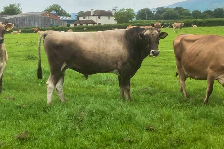 1 Pedigree Jersey Dairy, Breeding Bull | SellMyLivestock - The Online ...