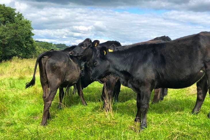 8 Limousin, Aberdeen Angus Cross Store Heifers | SellMyLivestock - The ...