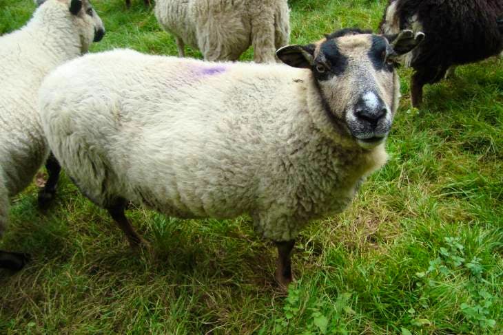 20 Badger Face Welsh Mountain Breeding Ewes, Lambs, Shearlings ...