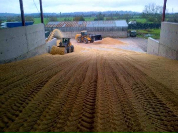 1000t Maize Silage SellMyLivestock The Online Livestock Marketplace