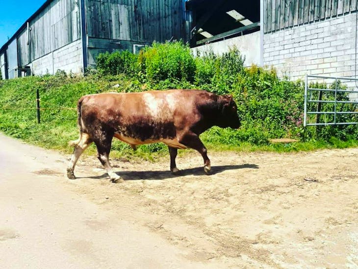 1 Pedigree Northern Dairy Shorthorn Breeding, Dairy Bull