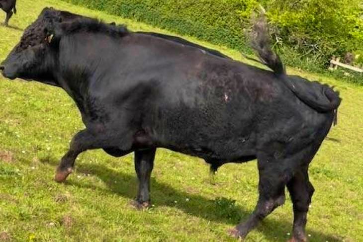 1 Organic Aberdeen Angus, Dexter Cross Breeding Bull 