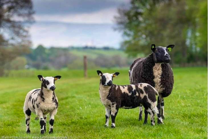 1 Pedigree Dutch Spotted Breeding Ewe With Lamb At Foot ...