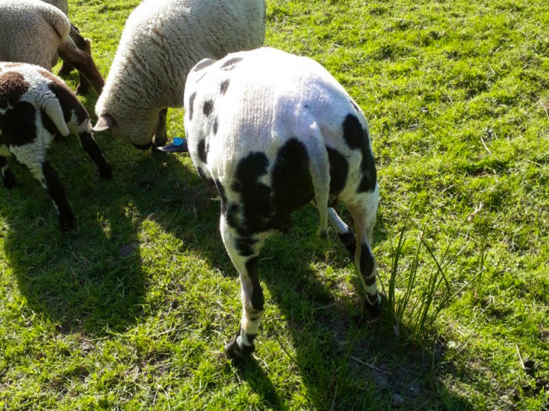 2 Pedigree Dutch Spotted Breeding Shearlings, Ewes | SellMyLivestock ...