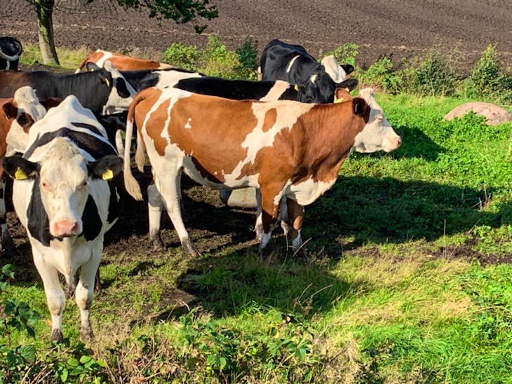 140 Holstein, Montbeliarde, Swedish Red In-Calf Breeding, Dairy Heifers ...