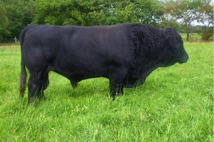 1 Pedigree Welsh Black Breeding Bull | SellMyLivestock - The Online ...