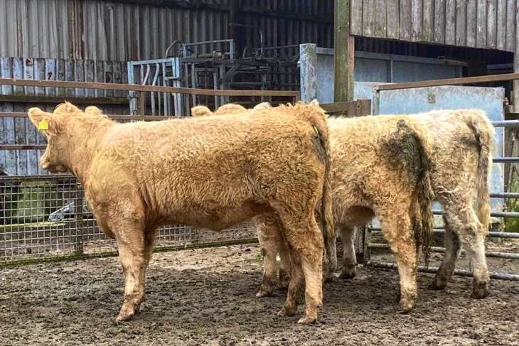 10 Charolais, Salers Cross Store Steers, Heifers | SellMyLivestock ...