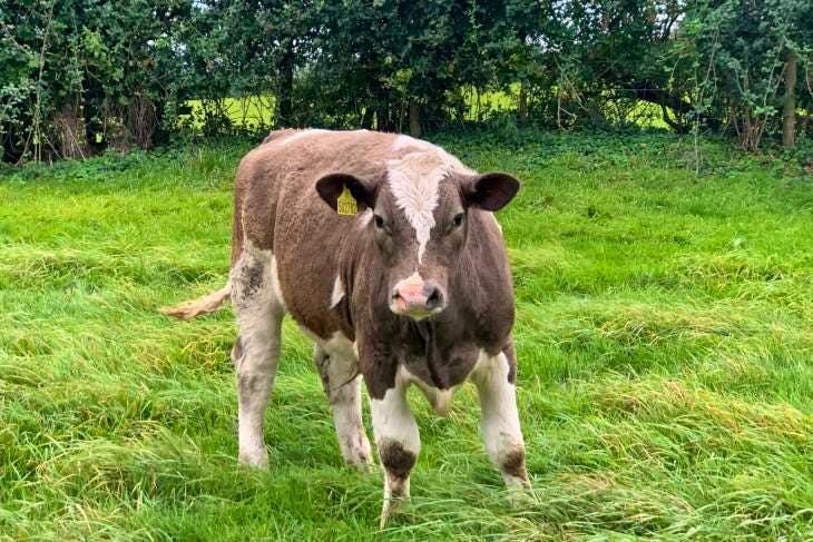 5 Simmental, Charolais, Hereford Cross Store Heifers, Steers ...