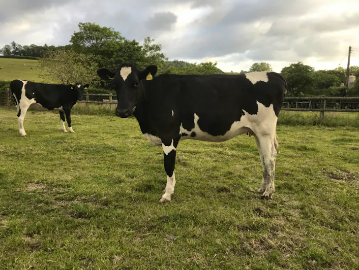 10 Holstein Friesian, Ayrshire Breeding, Dairy Heifers