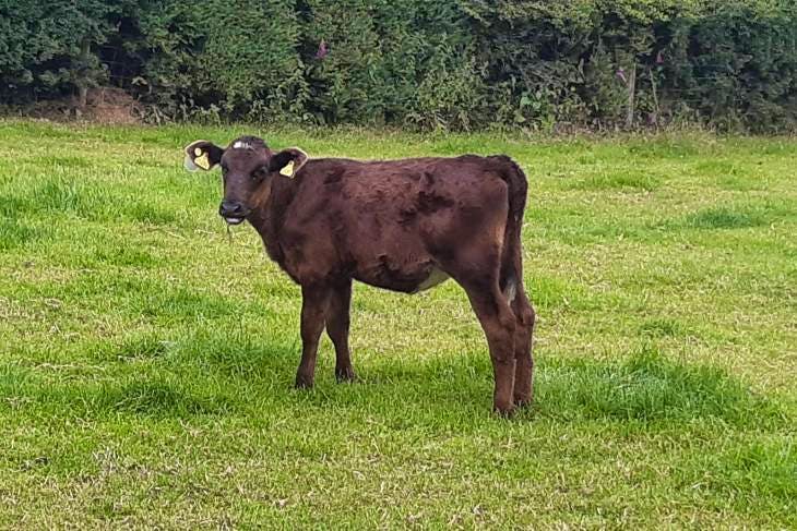 6 Jersey, Norwegian Red Cross Calves | SellMyLivestock - The Online ...