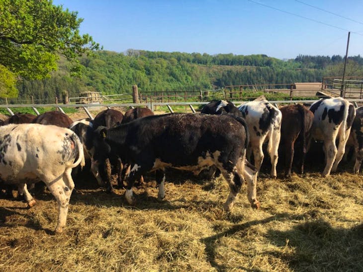 47 British Blue, Holstein Friesian, Limousin Cross Store Heifers