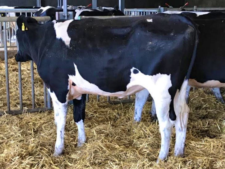 33 Pedigree Holstein Friesian In-Calf Breeding, Dairy Heifers ...