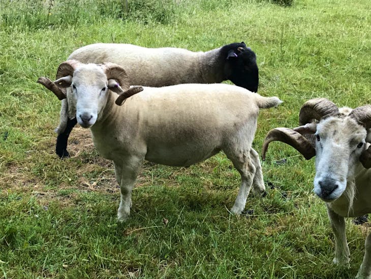 2 Pedigree Wiltshire Horn Breeding Rams SellMyLivestock The Online