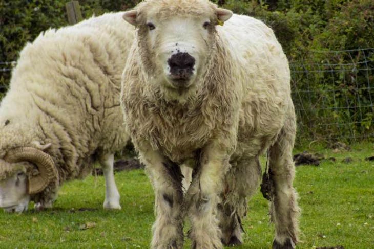 1 Pedigree Grey Faced Dartmoor Breeding Ram | SellMyLivestock - The ...