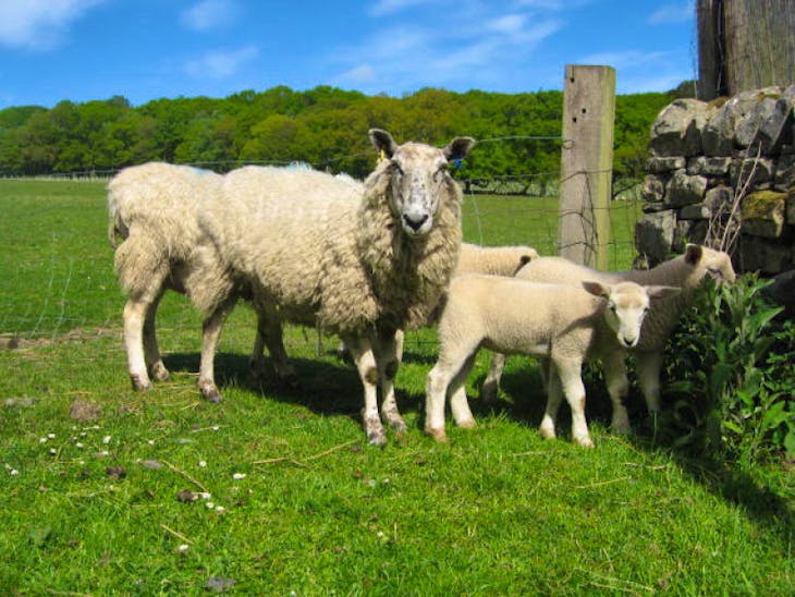 15 Aberfield Cross Breeding Ewes, Lambs with Lambs at Foot ...