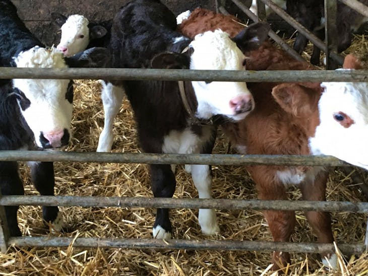 30 TB Res Hereford Cross Store Calves, Heifers, Steers SellMyLivestock The Online Livestock