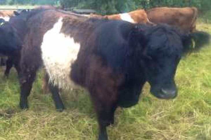 4 Belted Galloway Cross Breeding Heifers | SellMyLivestock - The Online ...