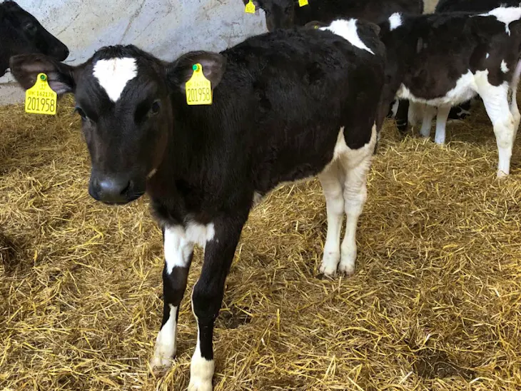 5 Organic Holstein Friesian, British Friesian, Jersey Cross Breeding
