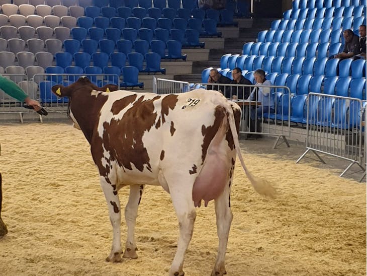 34 Pedigree Holstein Breeding, Dairy Cows, Heifers SellMyLivestock